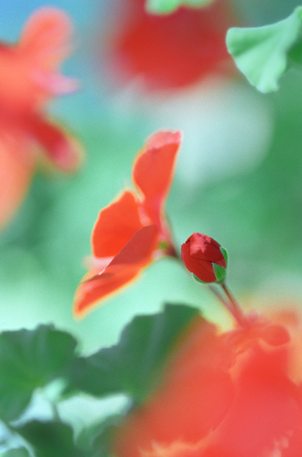 Geranium Geranium
