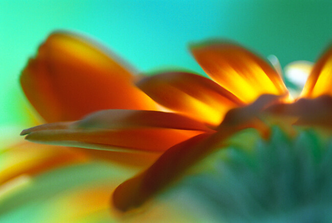 Diaphanous