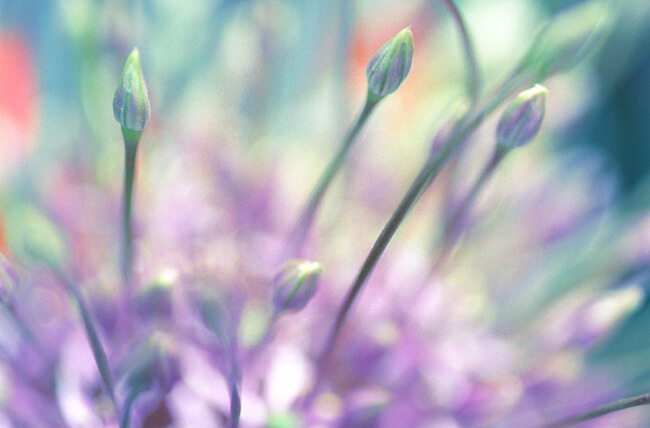 Prairie Onion Prairie Onion