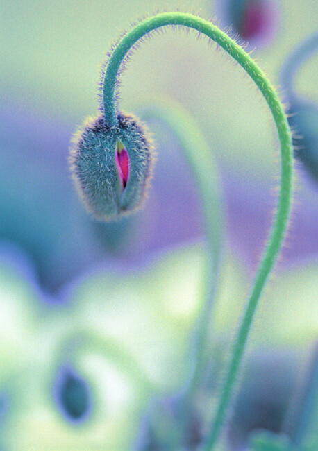 Bourgeons