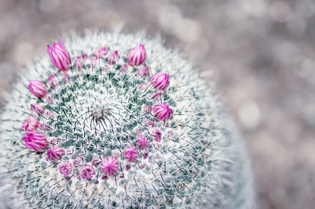 Bejeweled