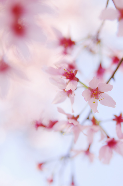 Blossom
