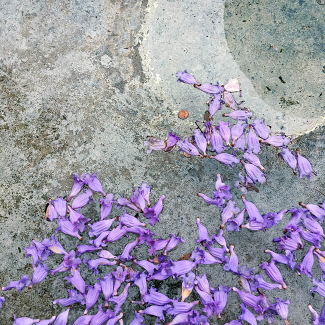 Jacaranda Blossoms Melange Jacaranda Blossoms Melange