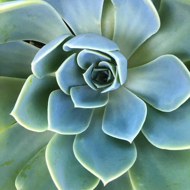 Rosette #218