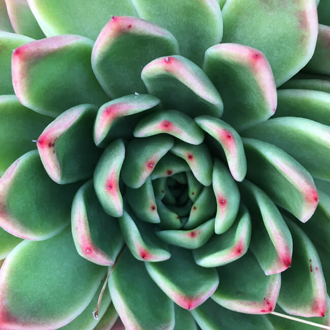 Rosette #235