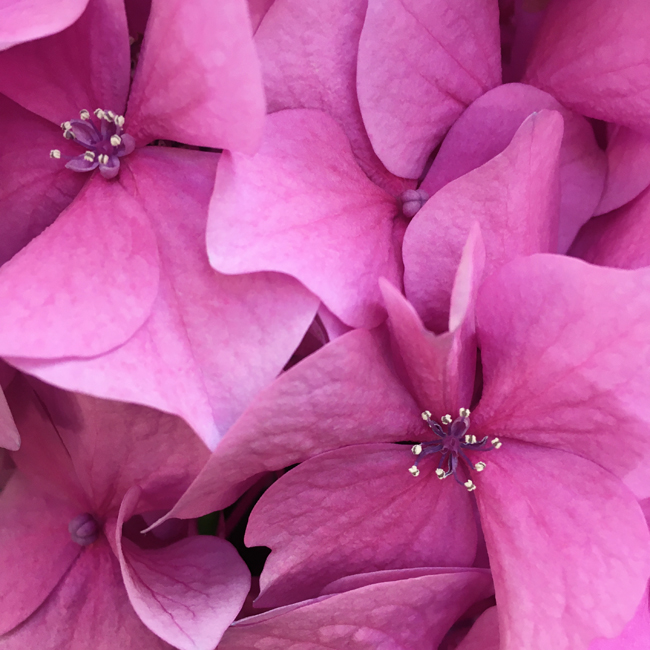 In the pink In the pink
