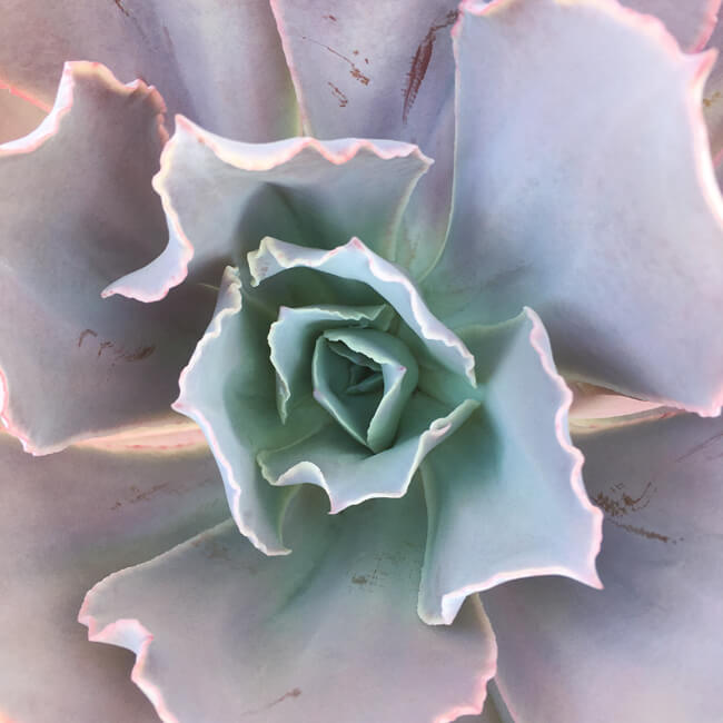 Rosette #233
