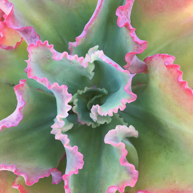 Rosette #232