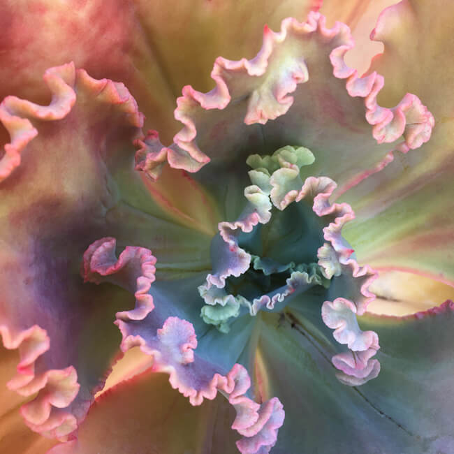 Rosette #234