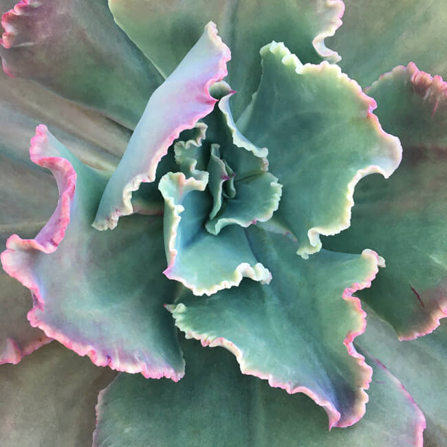 Rosette #236