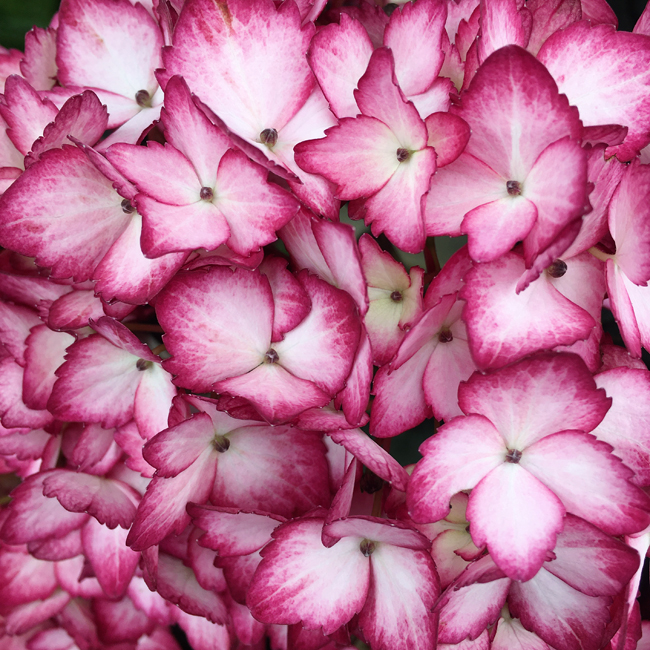 Erubescent
