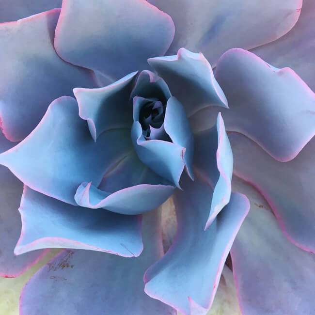 Rosette #242