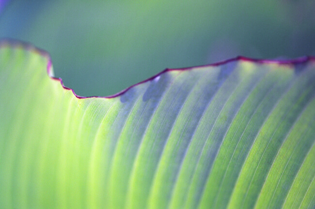 Verdure #8 Verdure #8