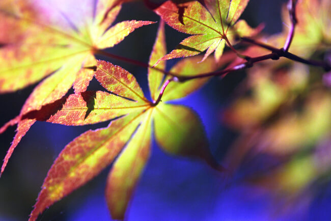Luminescence