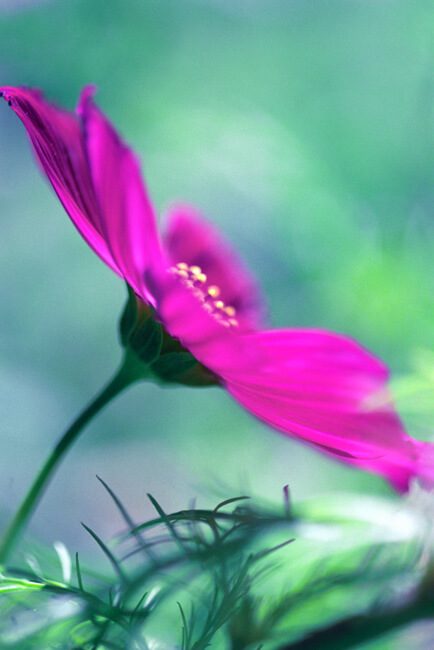 Cosmos Bipinnatus Cosmos Bipinnatus