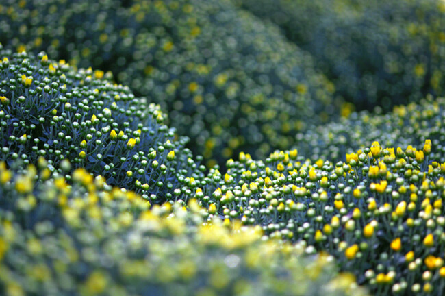 In the hills of mums