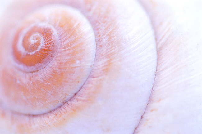 Seashells: #26919