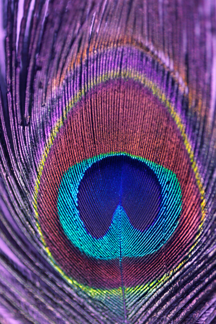 Peacock Eye