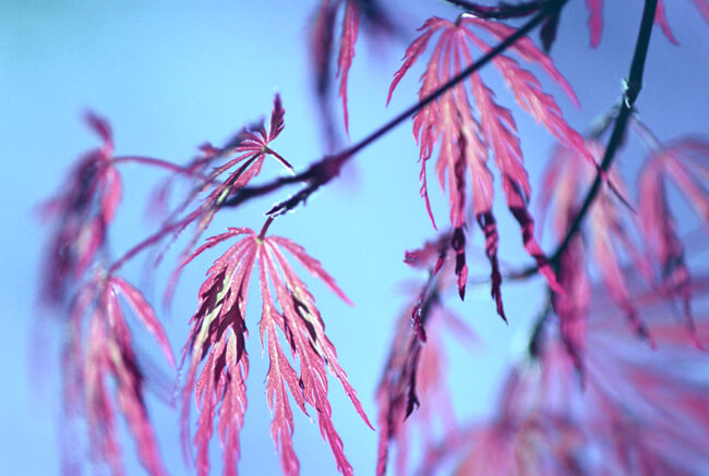 Japanese Maple