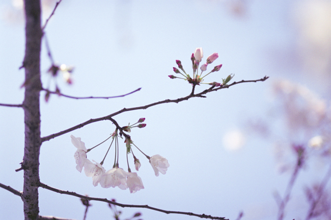 Yoshino Cherry