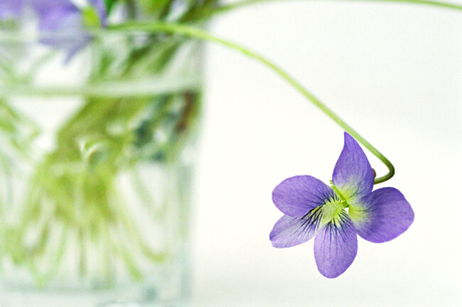 Violet - Viola missouriensis