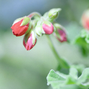 Geranium