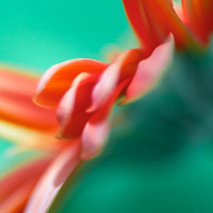 Fireworks of Colours