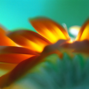 Diaphanous