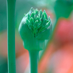 Prairie Onion
