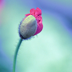 Unfurling