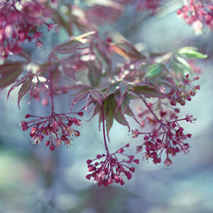 Japanese Maple