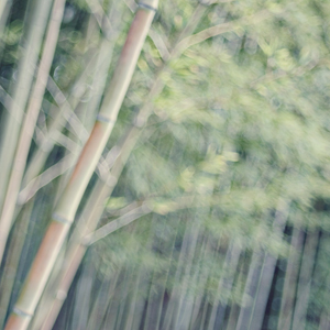 Bamboo Grove