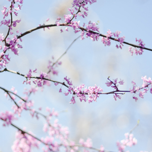 In full bloom