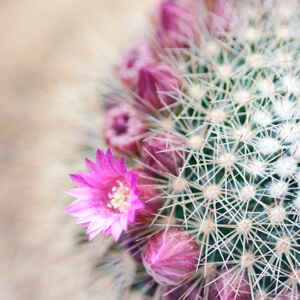 Flowering Flowering