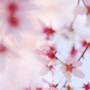 Blossom