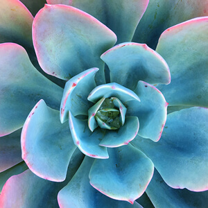 Rosette #171