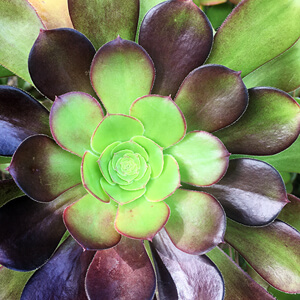 Rosette #202
