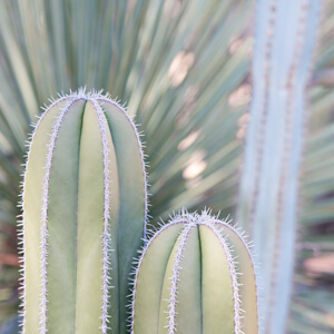 Aglow Aglow