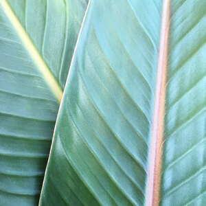 Tropical