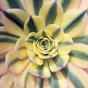 Rosette #237