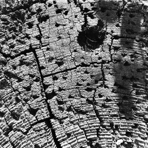 Weathered #2310
