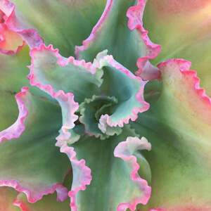 Rosette #232