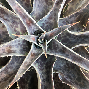 Rosette #247 Rosette #247
