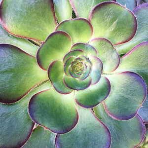 Rosette #245