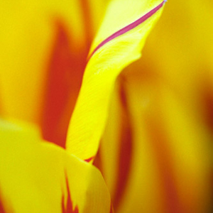 Ardor