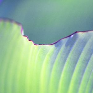 Verdure #8