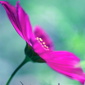 Cosmos Bipinnatus