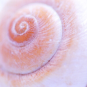 Seashells: #26919