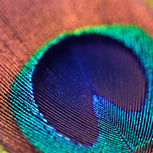 Peacock Eye