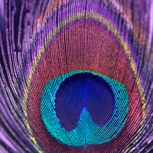 Peacock Eye